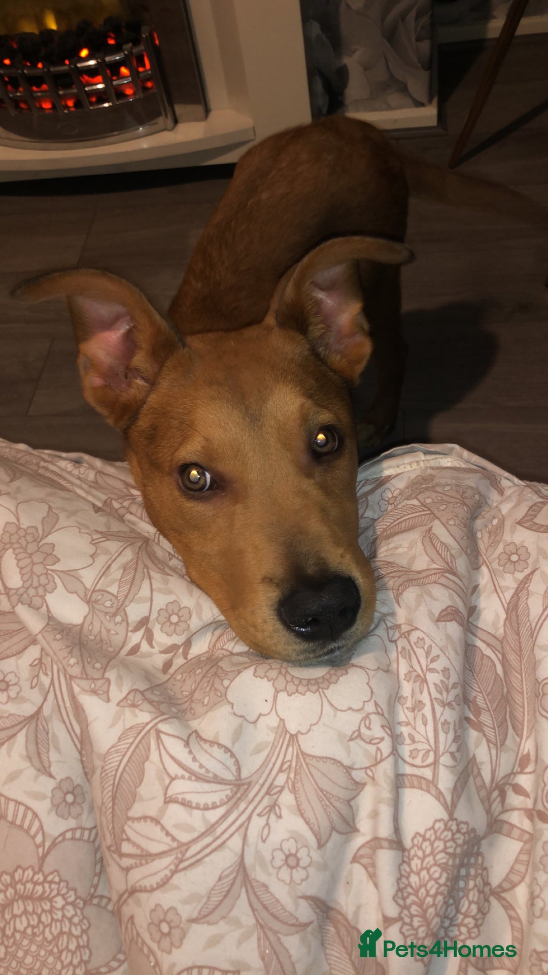 Mixed Breed dogs for sale: Bella  - Advert 2