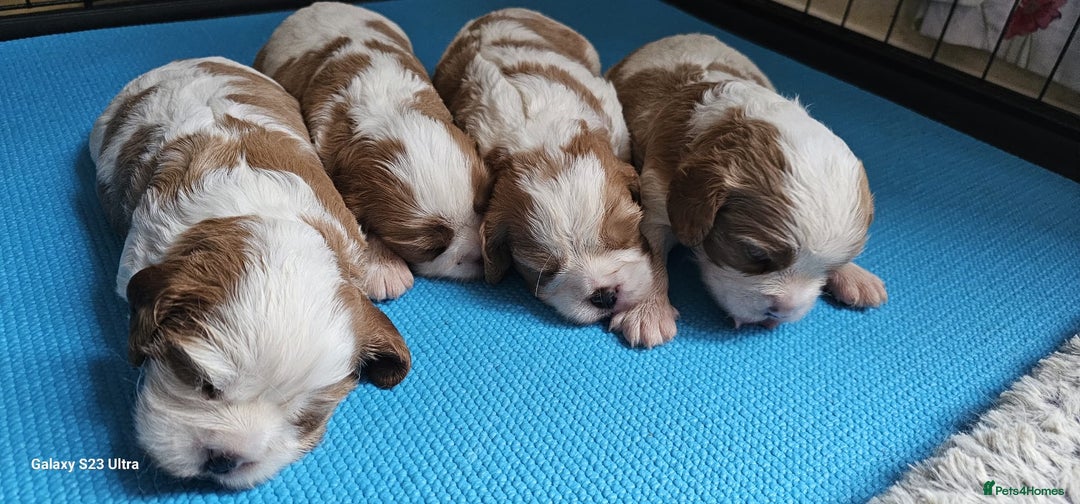Cavalier King Charles Spaniel dogs for sale: Cavalier king Charles spaniel - Image 7