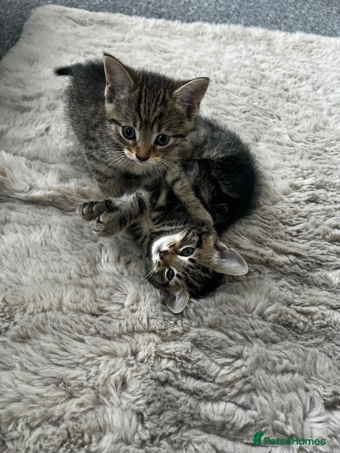 Mixed Breed cats for sale: Cats for Sale🐈🐈‍⬛ - Advert 7