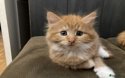 Mixed Breed cats for sale: Lovely kitten for sale  - Image 11