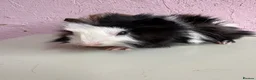 Guinea Pig rodents for sale: Gorgeous pair of baby piggies  - Advert 5