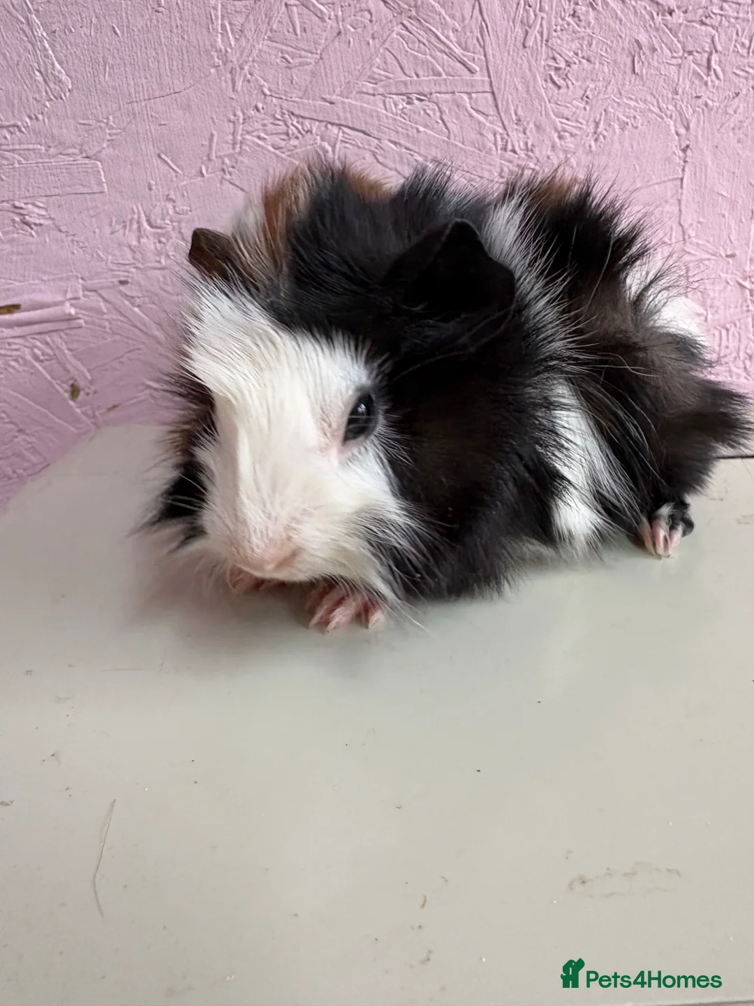 Guinea Pig rodents for sale: Gorgeous pair of baby piggies  - Advert 5