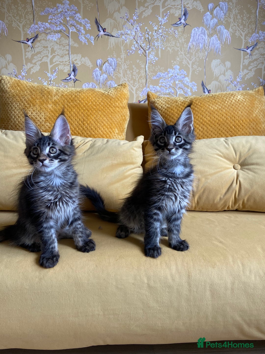 Maine Coon cats for sale: GCCF registered Dog 🐶 Friendly  - Advert 17