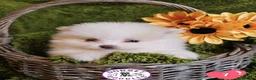 Pomeranian dogs for sale: Cream & white pomeranian puppies - Advert 4