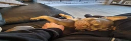 French Bulldog dogs for sale: Diego in Manchester - Advert 9