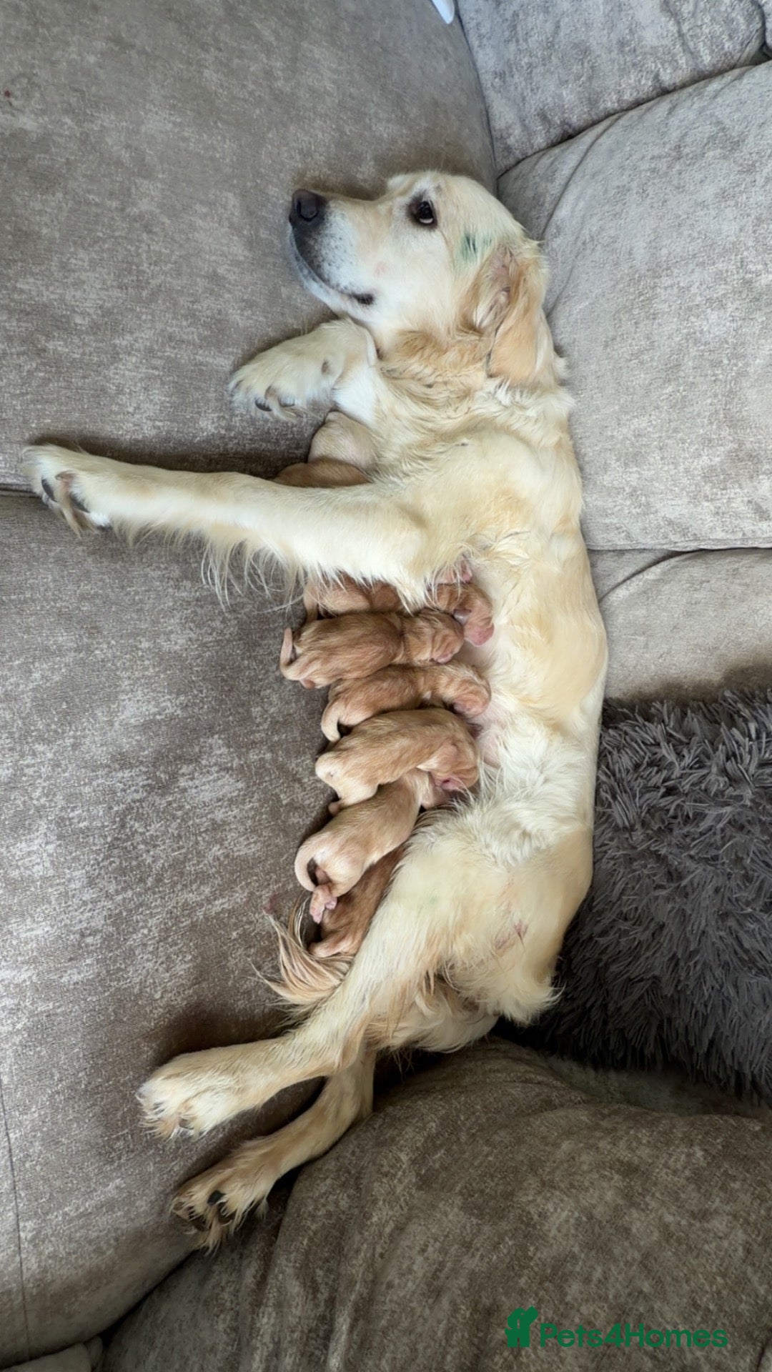 Golden Retriever dogs KC Registered Golden retriever puppies - Advert 2