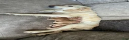 Golden Retriever dogs for sale: KC Registered Golden retriever puppies - Advert 2