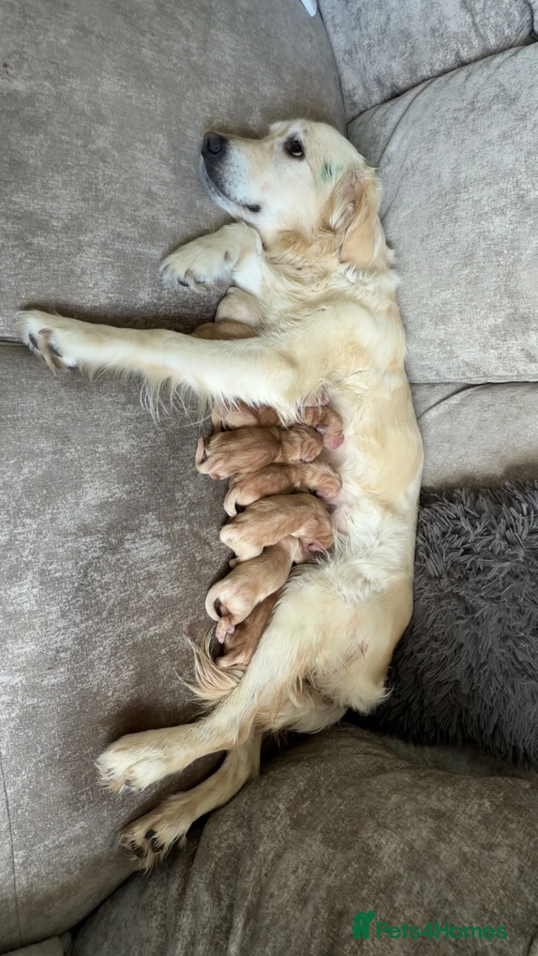 Golden Retriever dogs for sale: KC Registered Golden retriever puppies - Advert 2