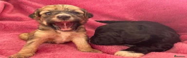 Coco and chip Shihpoo 6