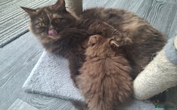 British Longhair cats for sale: 2 x Rare and stunning Pedigree BLH kittens - Image 12