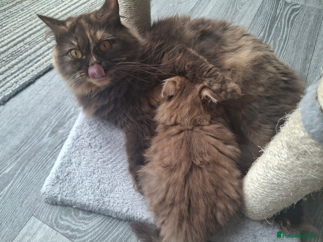 British Longhair cats for sale: 2 x Rare and stunning Pedigree BLH kittens - Image 12