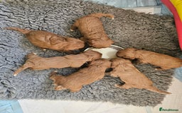 Cavapoo dogs for sale: Vet checked Cavapoo puppies F1 generation for sale - Advert 3