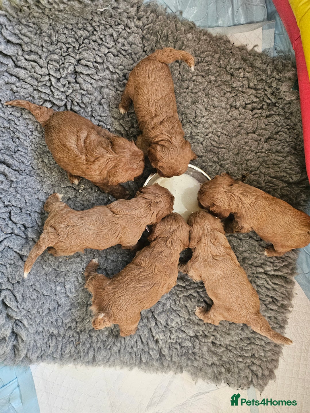 Cavapoo dogs for sale: Vet checked Cavapoo puppies F1 generation for sale - Advert 3