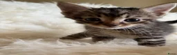 Mixed Breed cats for sale: Home Reared Kittens – ready Sat 11th July - Advert 12