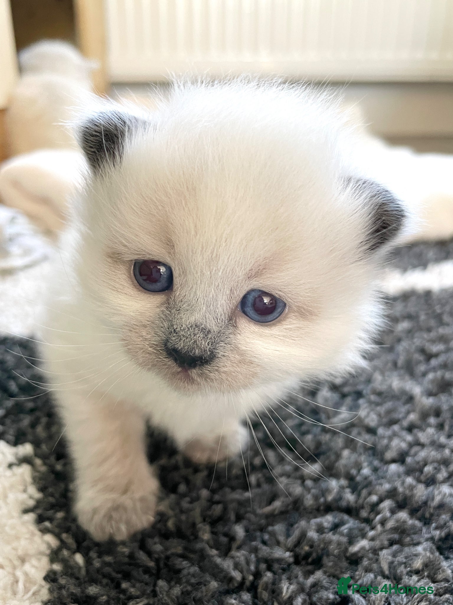 Siberian cats for sale: 2 Pure Neva Masquerade kittens available  - Advert 13