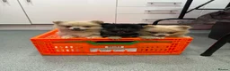 Pomeranian dogs for sale: REDUCED Back available due to time waister  - Advert 1