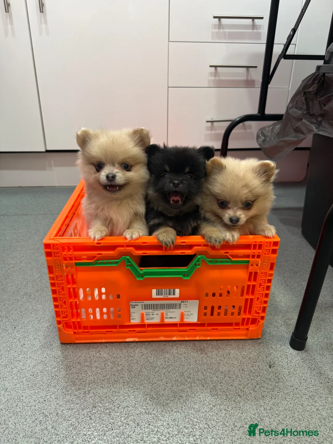Pomeranian dogs for sale: REDUCED Back available due to time waister  - Advert 1