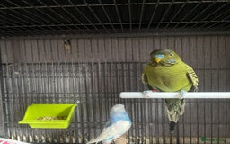 Lovebirds birds for sale: 3 pairs of budgies - Image 5