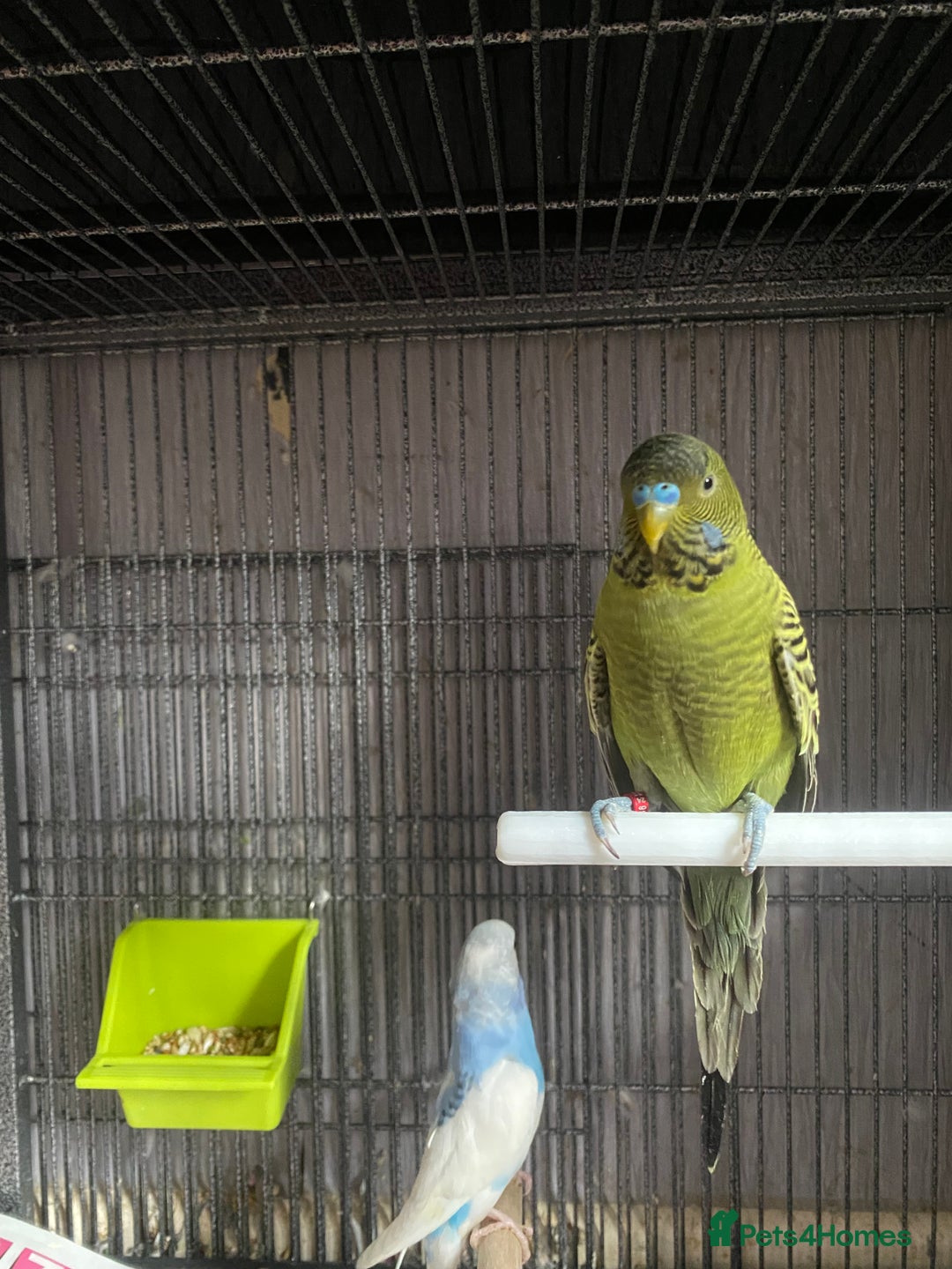 Lovebirds birds for sale: 3 pairs of budgies - Image 5