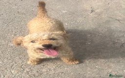 Cavapoo dogs for sale: Cavapoo puppies - Image 13