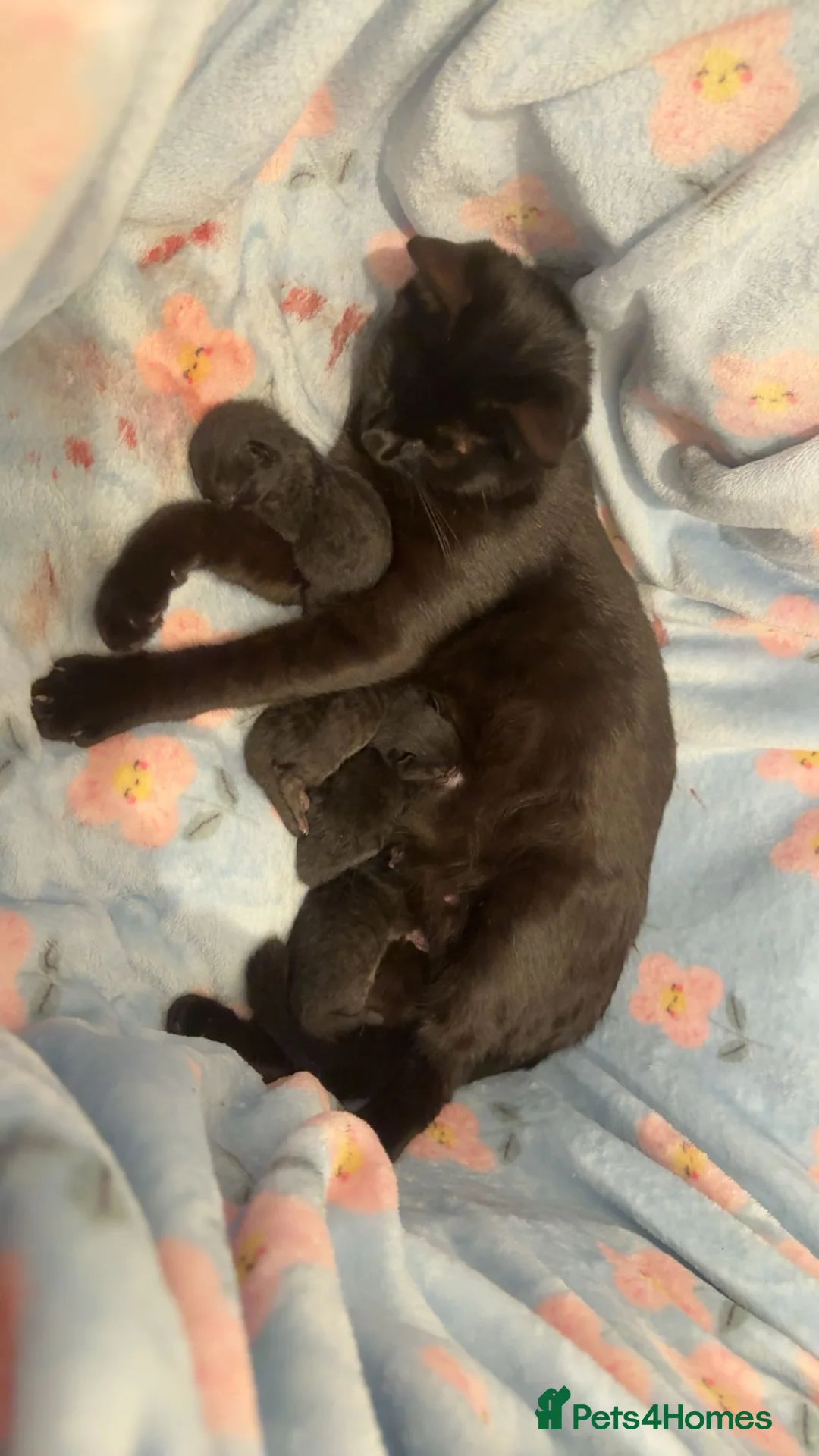 British Shorthair cats for sale: Beautiful Black British Shorthair Kittens - Advert 2