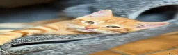Mixed Breed cats for sale: Gorgeous home reared kittens  - Advert 9