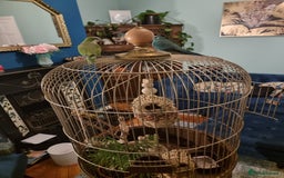 Parakeets birds for sale: Handtame Karakarki and Quaker for sale - Image 5