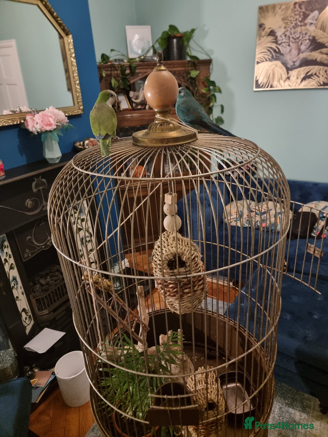 Parakeets birds for sale: Handtame Karakarki and Quaker for sale - Image 5