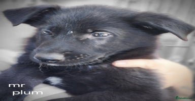 German Shepherd dogs - Advert 2