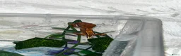 Gecko reptiles for sale: Four baby crested geckos  - Advert 9