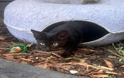 Savannah cats for sale: African bloodline, savanna kittens - Image 17