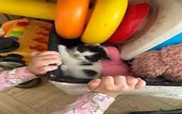 British Longhair cats for sale: Male kitten available  - Image 3