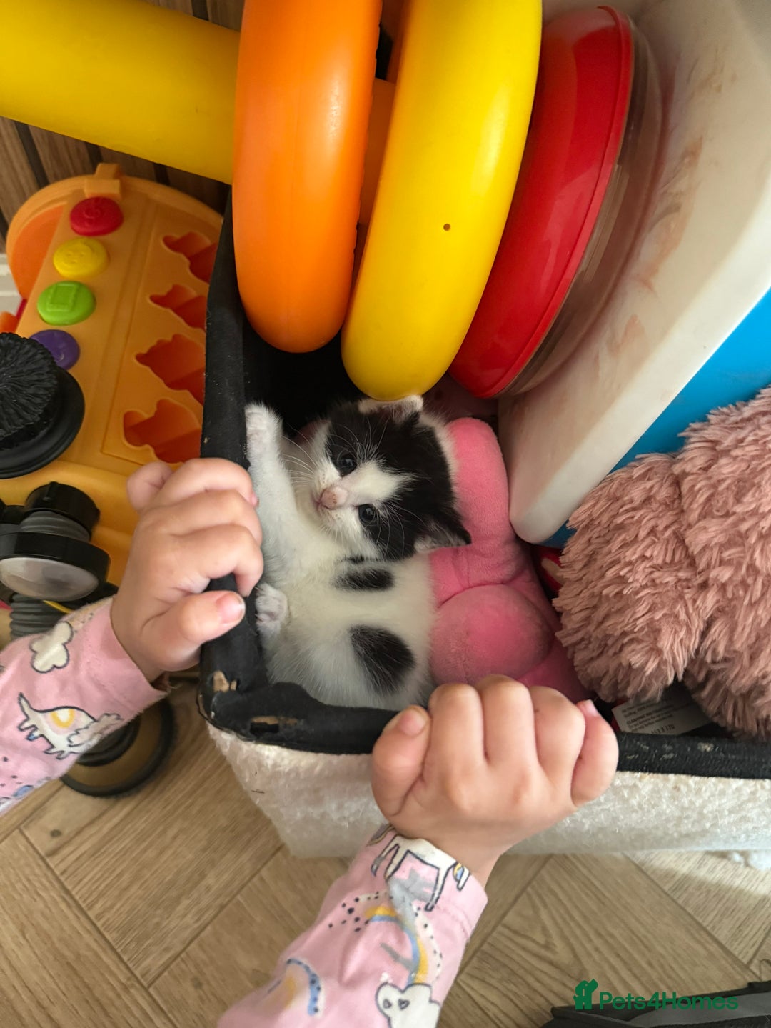 British Longhair cats for sale: Male kitten available  - Image 3
