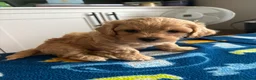 Maltipoo dogs for sale: Maltipoo Male Puppies in Glasgow - Advert 6