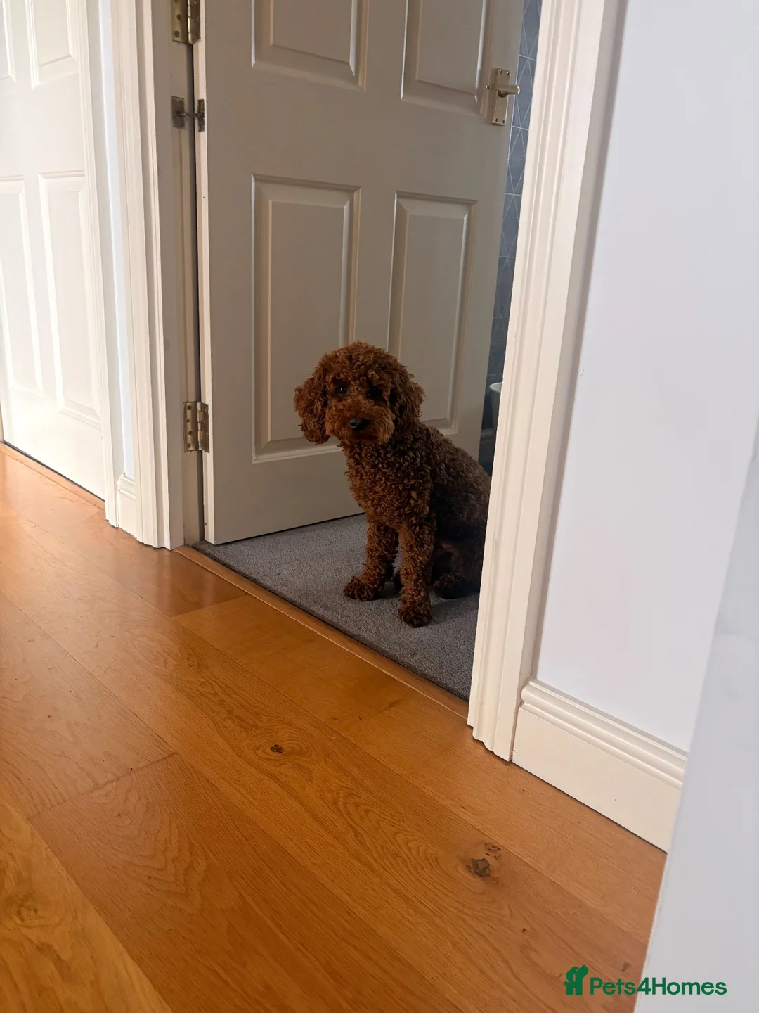 Miniature Poodle dogs for stud: Miniature poodle red  in Hemel Hempstead - Advert 2