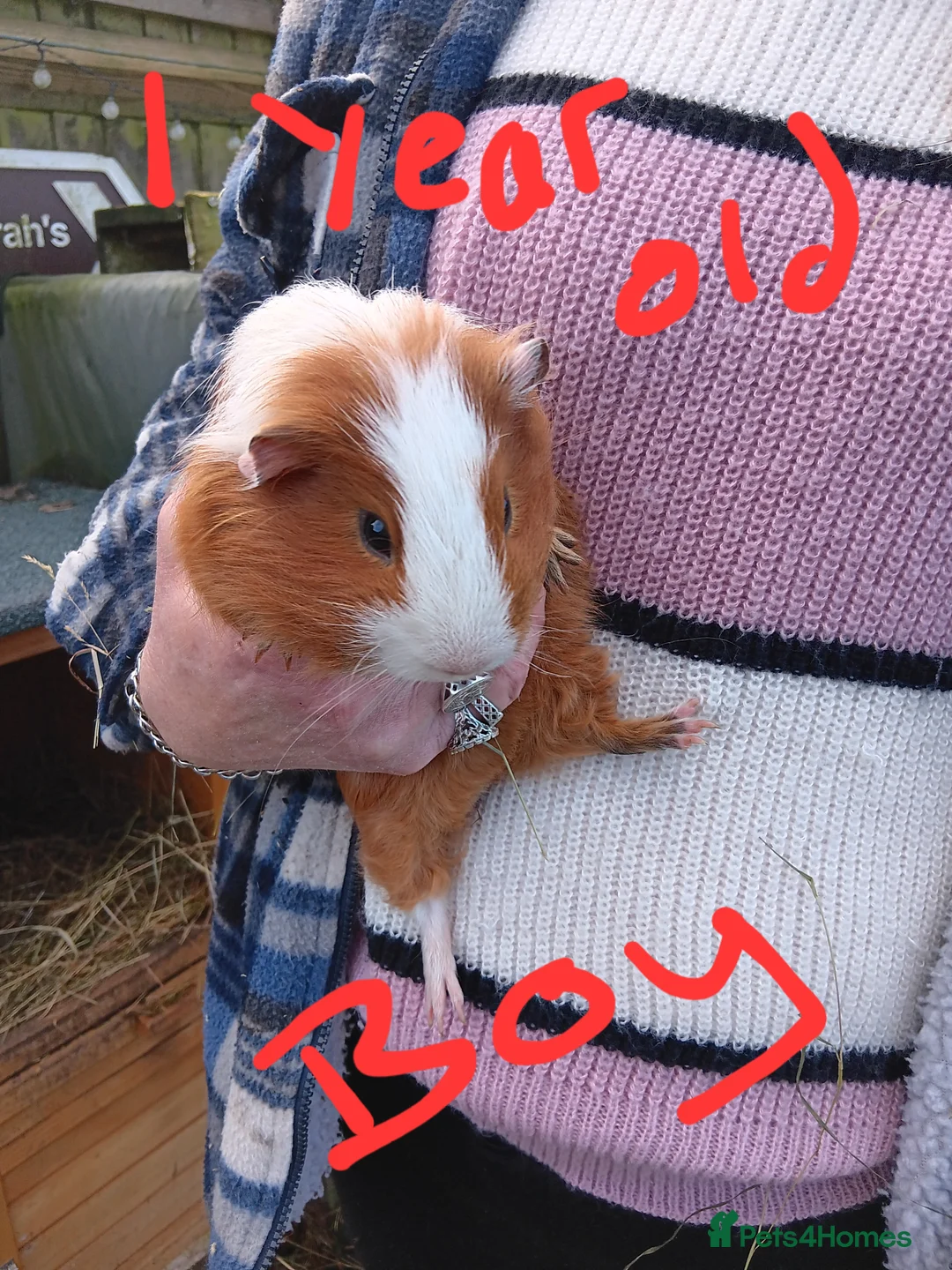 Guinea Pig rodents for sale: Guinea pigs  - Advert 4