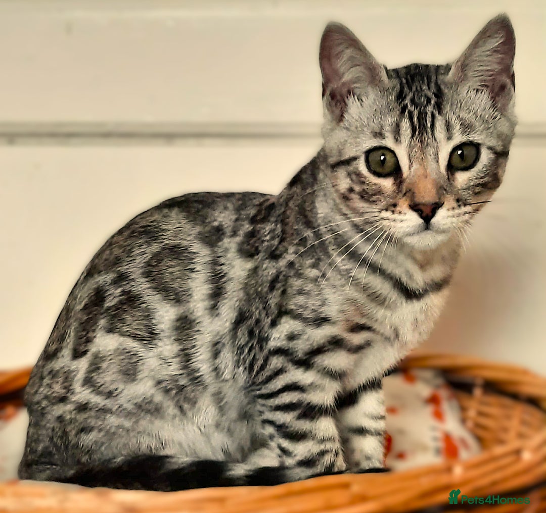 Bengal cats for sale: STUNNING GLITTER PELTED TICA REG BENGAL KITTENS - Image 34