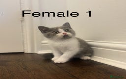 British Shorthair cats for sale: Chunky blue and white Bi Kittens  - Image 9