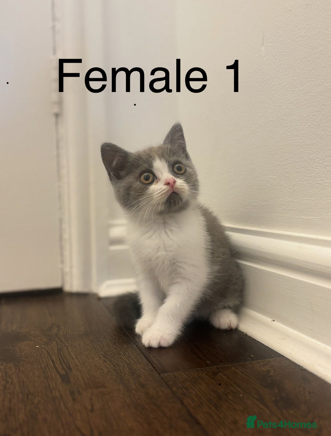 British Shorthair cats for sale: Chunky blue and white Bi Kittens  - Image 9