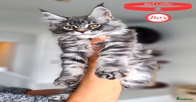 Maine Coon cats - Advert 6