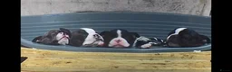 Boston Terrier dogs for sale: Boston Terriers - Advert 1