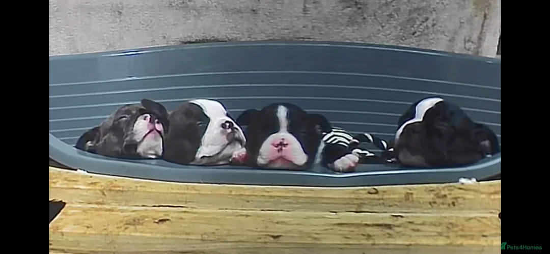 Boston Terrier dogs for sale: Boston Terriers - Advert 1