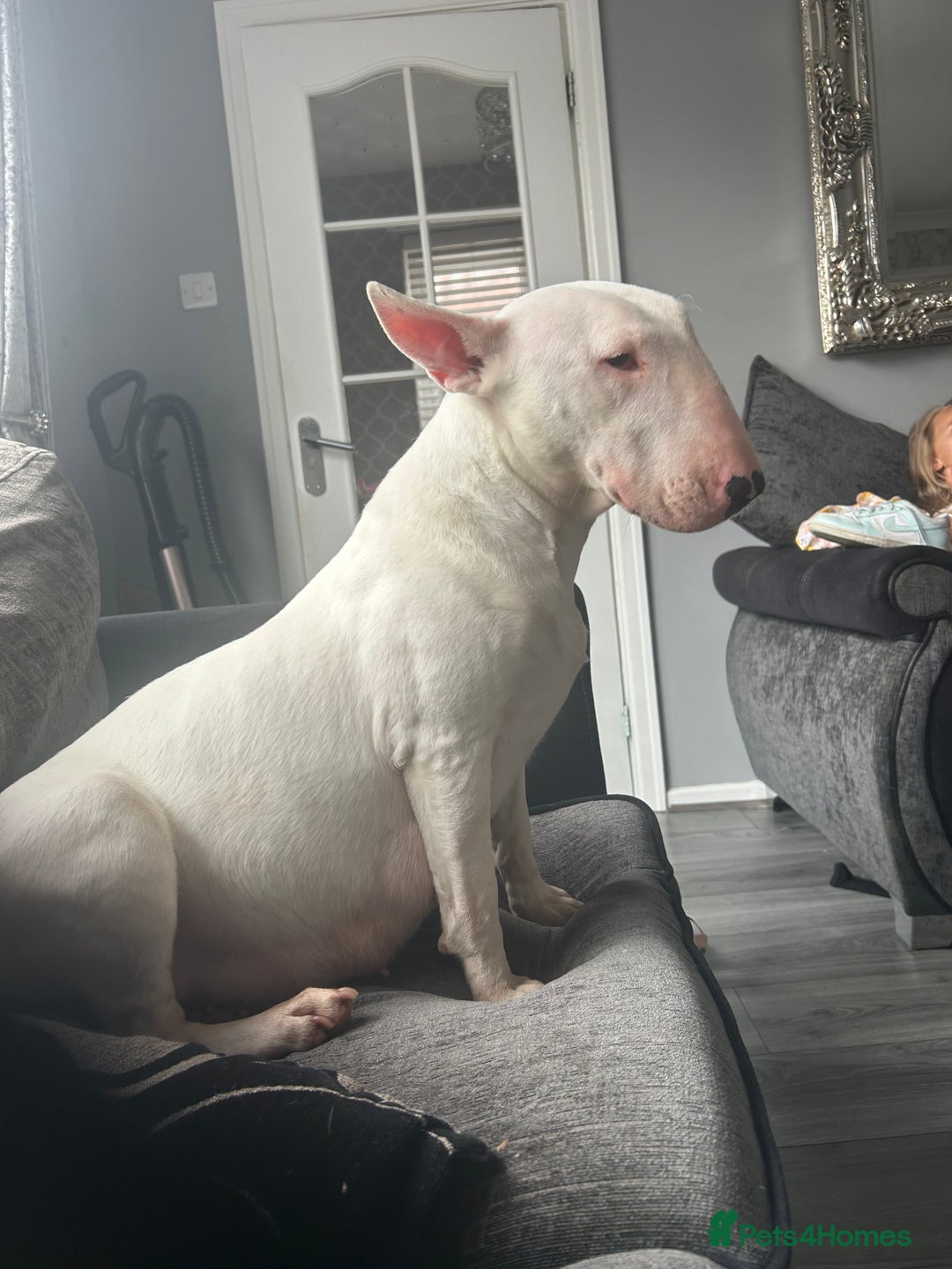 English Bull Terrier dogs for sale: Ready to leave !!! champion bloodlines kc reg - Image 8