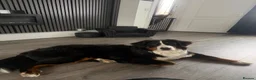 Bernese Mountain Dog dogs for sale: Bernese mountain dog puppy  in Leeds - Advert 5