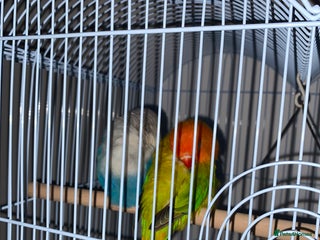 Lovebirds birds - Advert 1