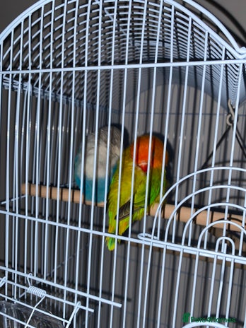 Lovebirds birds - Advert 1