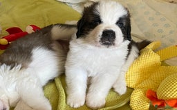 Saint Bernard dogs for sale: Gorgeous Saint Bernard puppies looking for homes - Image 20
