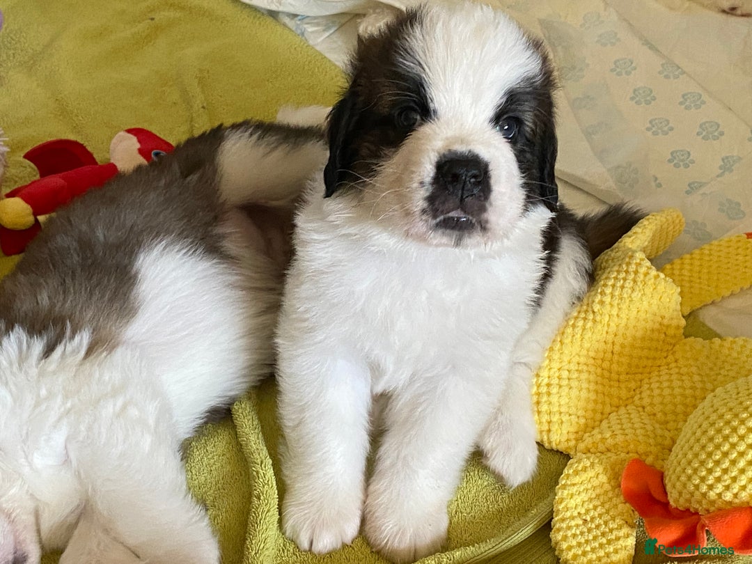 Saint Bernard dogs for sale: Gorgeous Saint Bernard puppies looking for homes - Image 20