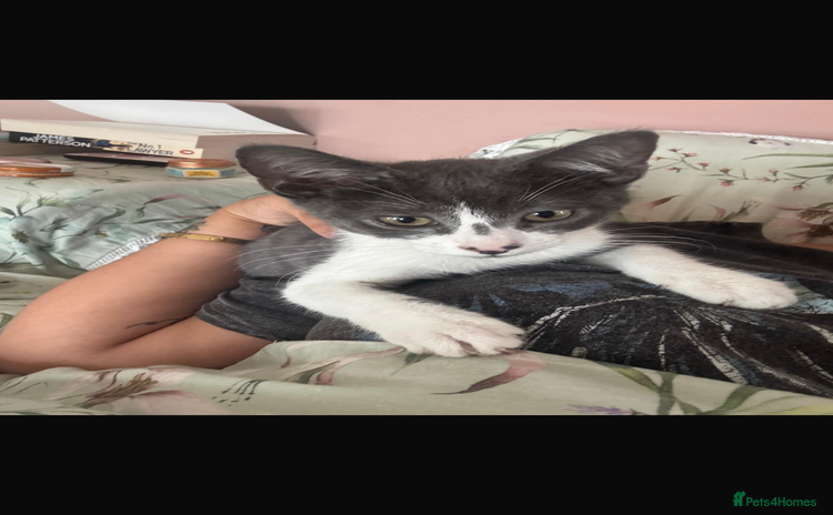 Mixed Breed cats - Advert 4