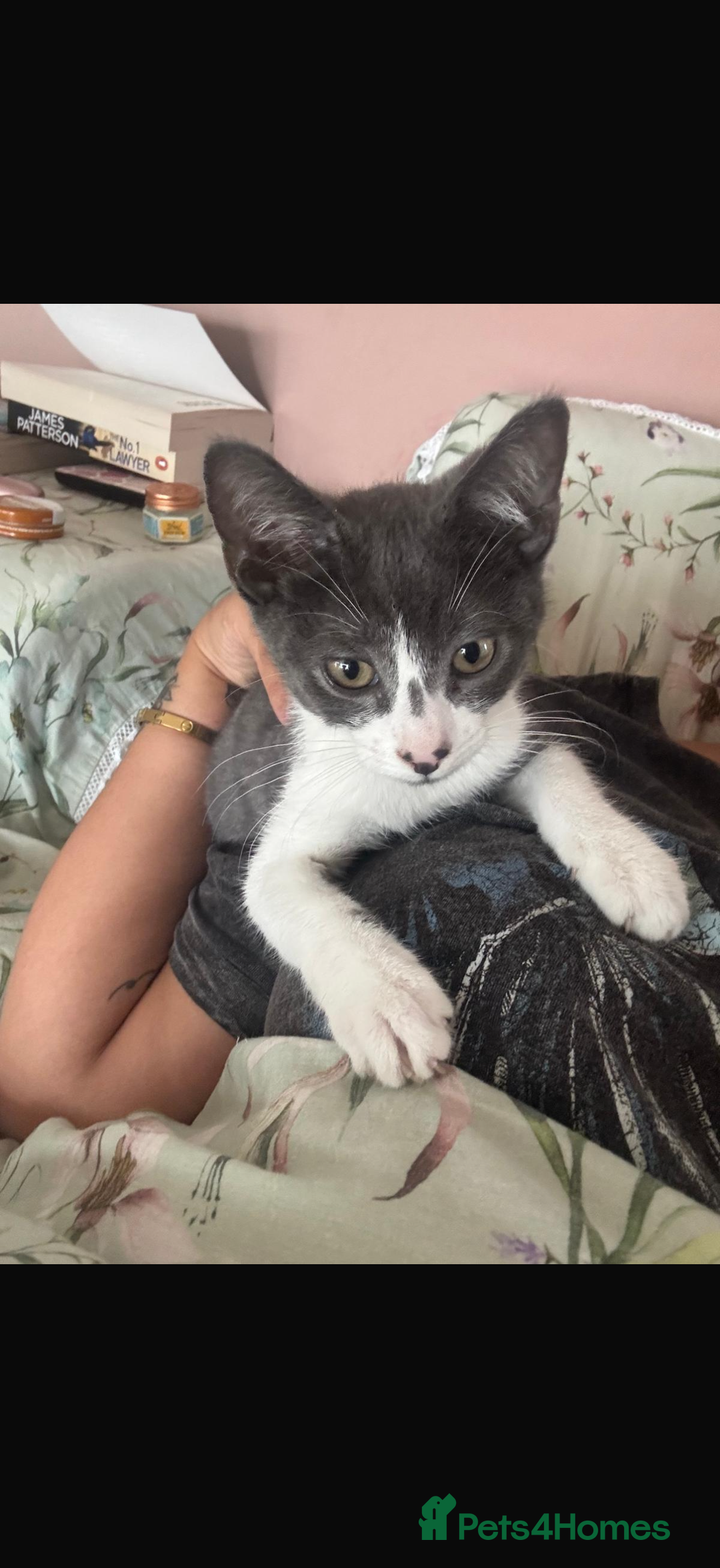 Mixed Breed cats for sale: Kit 6 months old  - Image 1